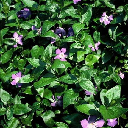 Vinca major - Grote Maagdenpalm - Bodembedekker - 60x - ↕10-25cm - Ø9cm