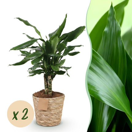Dracaena fragrans Steudneri - Dragetræ - med kurv - ↕50-55cm - Ø17cm - 2x