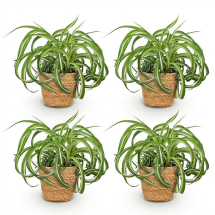 Chlorophytum comosum Bonnie - Curly Grass Lily - with Basket - ↕20cm - Ø12cm - 4x