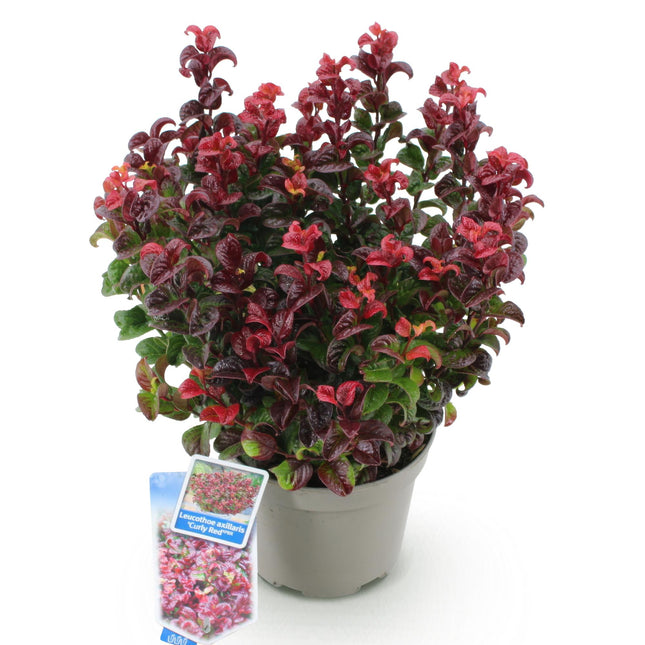 Leucothoe Curly Red - Rouge - 1 plante - Persistant - Peu d'entretien - Pot de 17 cm - Hauteur 40 cm
