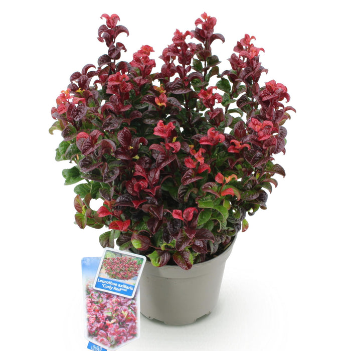 Leucothoe Curly Red - Rood - 1 Plant -  Groenblijvend - Weinig Onderhoud - Pot 17cm Hoogte 40cm