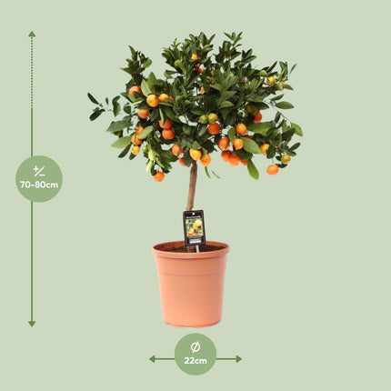 Zitrus Calamondin - ↕80cm - Ø22cm