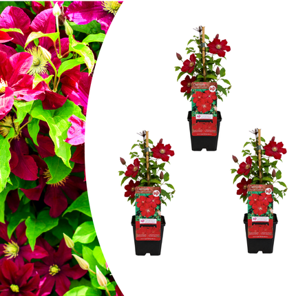 Clematis ‘Rouge Cardinal’ 3x – P9 pot – prachtige rood bloeiende klimplant