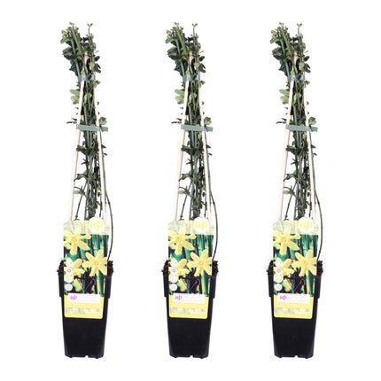 Jasminum nudiflorum - Winterjasmijn - ↕65cm - Ø15cm - 3x