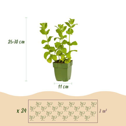 Borderpakket - Thee kruiden - 24 Vaste planten - 3 m2 - Diversen kleuren - Weinig Onderhoud - Ø11cm