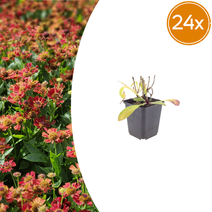 Zonnekruid - Helenium 'Moerheim Beauty' - ↕10-25cm - Ø9cm - 24x
