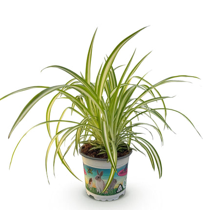 Chlorophytum comosum Variegatum - Lis panaché - ↕20cm - Ø12cm