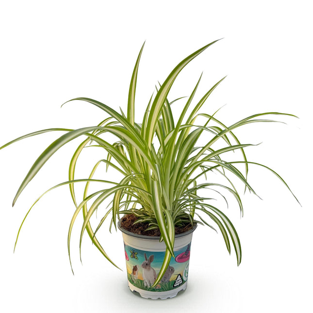 Chlorophytum comosum Variegatum - Lis panaché - ↕20cm - Ø12cm
