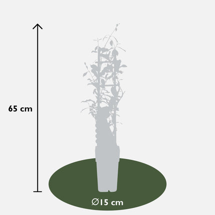 Trachelospermum Mix - Toscansk Jasmin - ↕65cm - Ø15cm - 3x