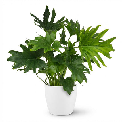 Philodendron Lickety split - met witte pot - ↕70cm - Ø19cm