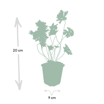 Geranio Rozanne - Cranesbill - ↕10-25cm - Ø9cm - 24x