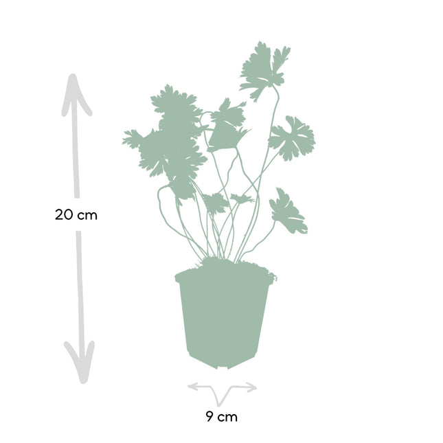 Geranium Rozanne - Ooievaarsbek - ↕10-25cm - Ø9cm - 24x