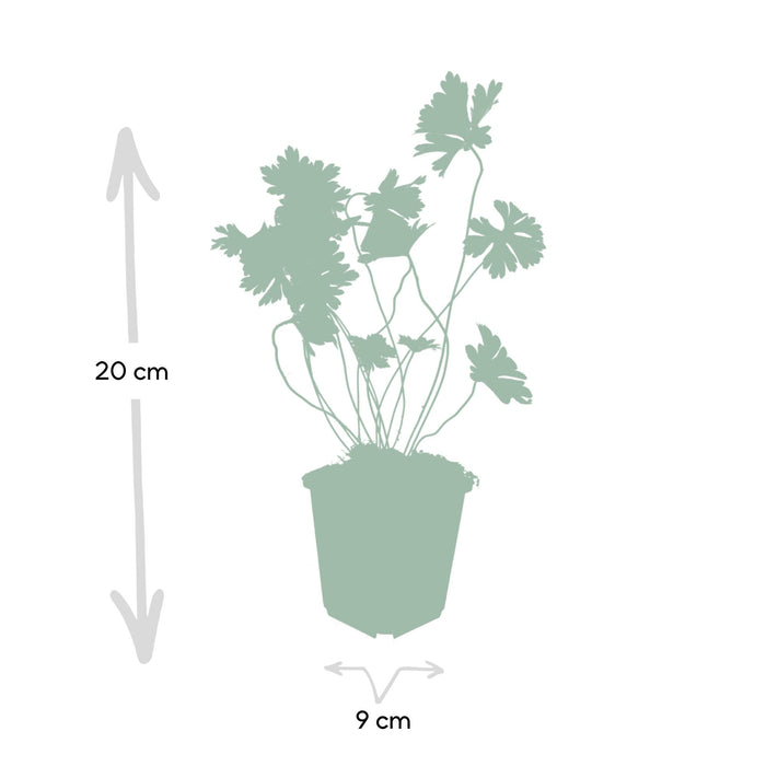 Geranium Rozanne - ↕10-25cm - Ø9cm - 24x