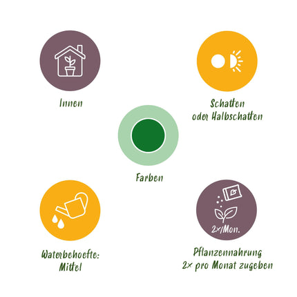 Calathea Rufibarba - Pauwen plant - met mand - ↕55-60cm - Ø17cm - 2x