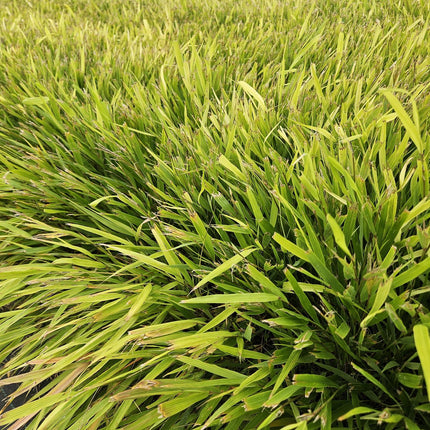 Hakonechloa Macra - Japans Berggras - ↕10-25cm - Ø9cm - 6x