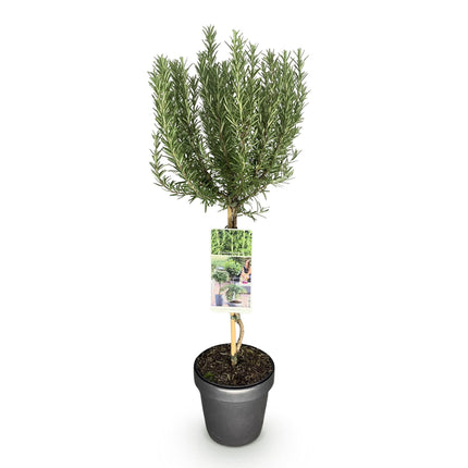 Rosmarinus officinalis - Rozemarijn - Paarse Bloem - ↕90cm - Ø19cm