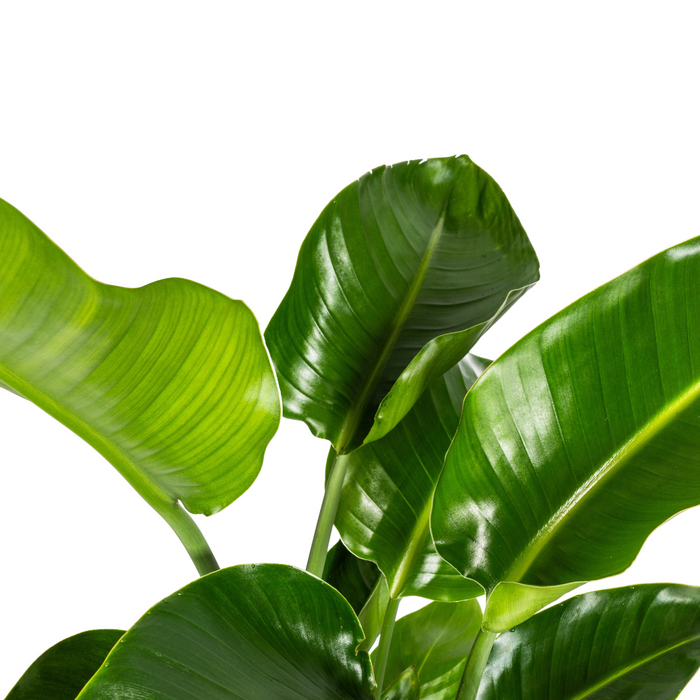 Strelitzia Nicolai met mand - ↕90-110cm - Ø21cm