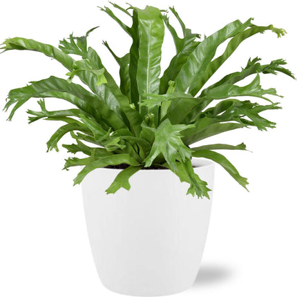 Asplenium Nidus Crissie - ↕40cm - Ø17cm + Vaso Bruxelles D18x17cm - Bianco