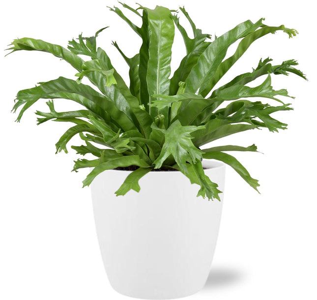 Asplenium Nidus Crissie - ↕40cm - Ø17cm + Pot Bruxelles D18x17cm - Hvid