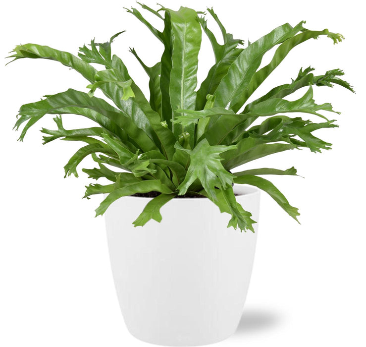 Asplenium Nidus Crissie - ↕40cm - Ø17cm + Pot Brussels D18x17cm - Wit