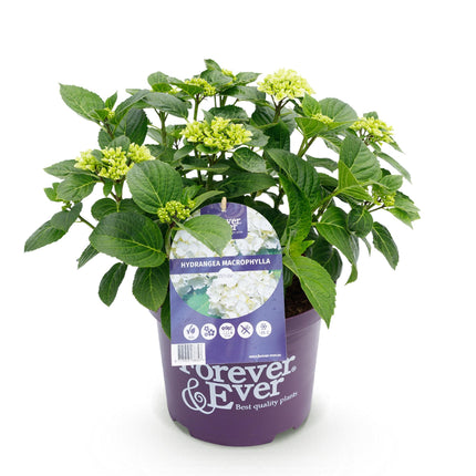 Hortensia - Hydrangea Forever & Ever - Wit - 7-12 Bloemen - ↕55cm - Ø23cm