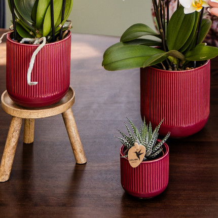 Orquídeas Kolibri | Orquídea Narbonne Cataratas del Niágara + Maceta Flare roja – Ø12cm | Planta de interior con flores