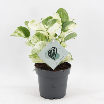 Epipremnum Manjula - Manjula pothos - Groen - Wit - Tropisch - Ø12cm - ↕25cm