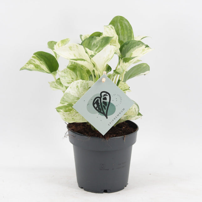 Epipremnum Manjula - Manjula pothos - Groen - Wit - Tropisch - Ø12cm - ↕25cm