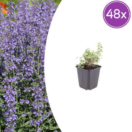 Nepeta 'Grol' -  Kattenkruid - ↕10-25cm - Ø9cm - 48x