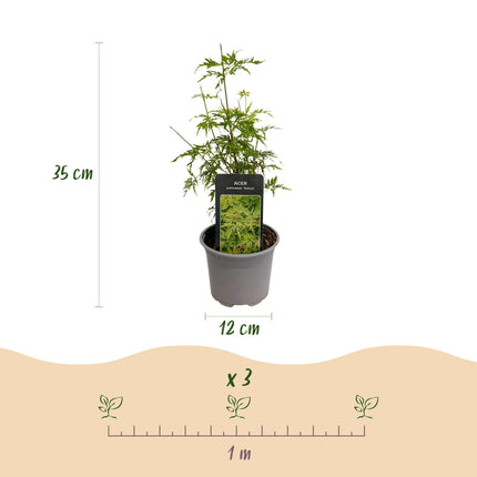 Japanese Maple - Acer Palmatum Seiryu - ↕35cm - Ø12cm - 3x