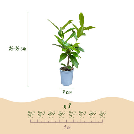 Prunus laur. Novita - Laurierkers - 16x Haagplanten - Groenblijvend - Groen - Pot 9cm - Hoogte 25-35cm