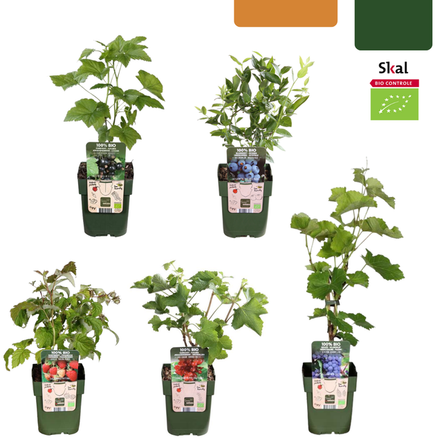 Organic Fruit Plant Mix - Set of 5 Different Varieties - ↕20-25cm - Ø13cm "Fruit Oasis"