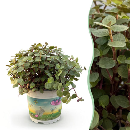 Callisia repens - Planta tortuga - ↕14cm - Ø12cm