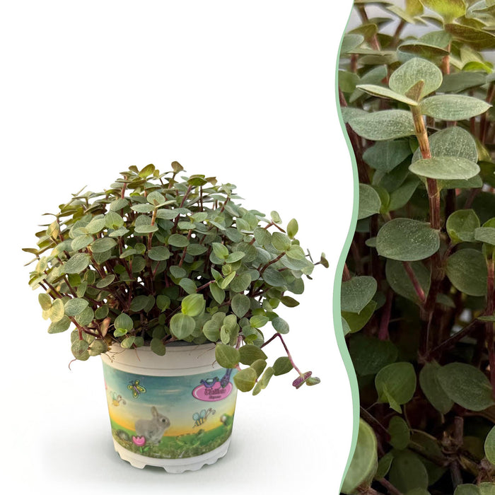 Callisia repens - Planta tortuga - ↕14cm - Ø12cm