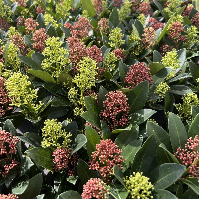 Skimmia japonica Duo - Bloem Wit & Rood - 10+ Bloemen - ↕25cm - Ø10,5cm - 2x
