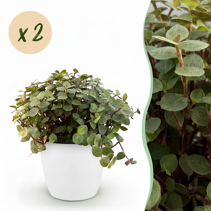 Callisia repens - Schildpadplant - met witte plantenpotten - ↕15-20cm - Ø12cm - 2x