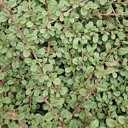 Cotoneaster Procumbens 'Queen of Carpets' - ↕10-25cm - Ø9cm - 24x