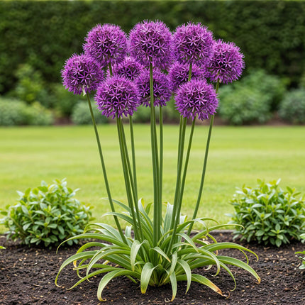 Bulbes de fleurs - Allium Purple Rain - Couleur violette - 40 pièces - Calibre 10/12