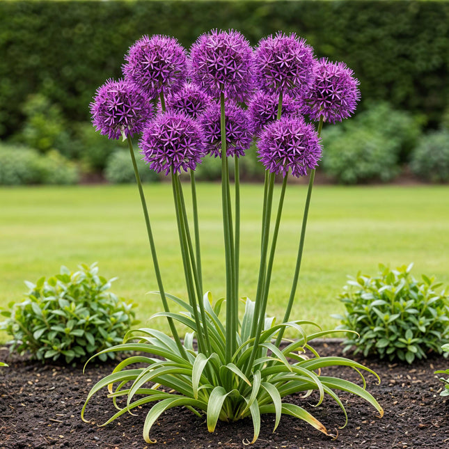 Bulbi di fiori - Allium Purple Rain - Colore viola - 40 pezzi - Dimensione bulbo 10/12