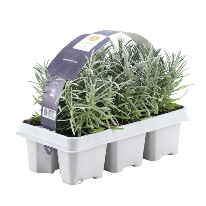 Lavendel angustifolia - ↕15cm - Ø7cm - 6x