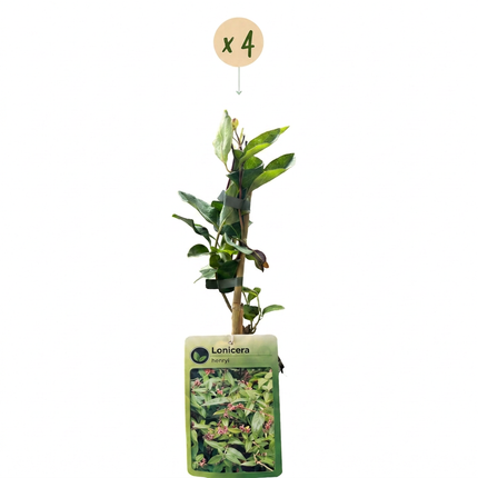 Lonicera henryi - Henrys kamperfoelie 4x - Geel - Rood - Klimplant - Ø9cm - ↕35cm