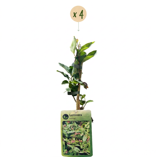 Lonicera henryi - Henrys kamperfoelie 4x - Geel - Rood - Klimplant - Ø9cm - ↕35cm