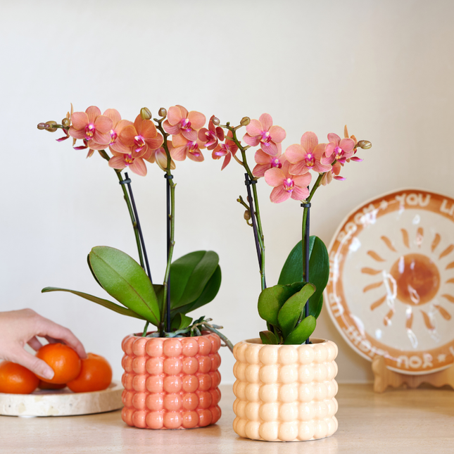 Kolibri Company | Valmue-oransje orkide plantesæt | Bolzano orange orkide inkl. dekorative keramiske potter
