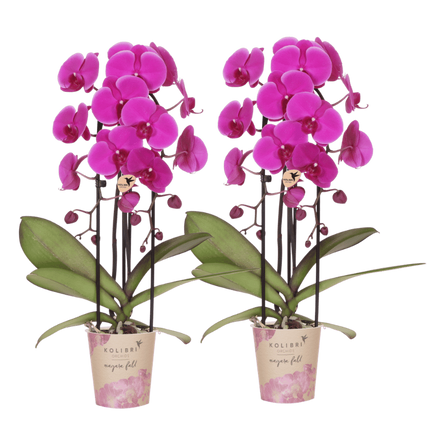 Kolibri Orchids | Combi Deal - 2 Paarse Phalaenopsis Orchideeën Niagara Fall Free Ride - Ø12 cm