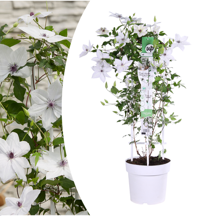 Clematis Garland Tsukiko - ↕70cm - Ø23cm
