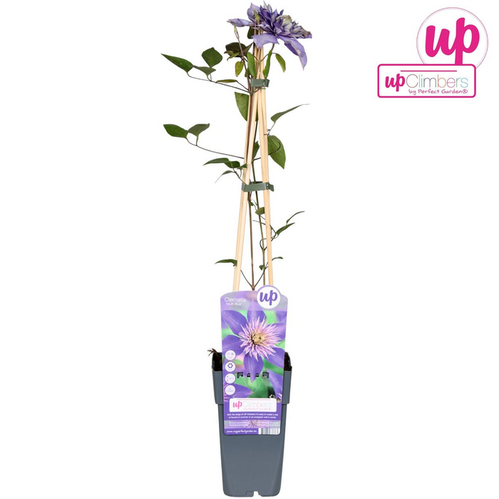 Clematis Multi Blue - Clematis Blauw - ↕65cm - Ø15cm