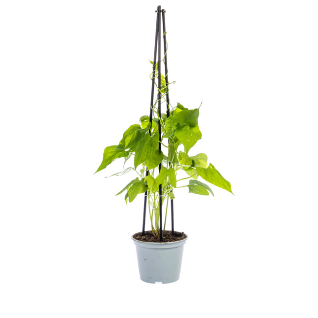 Dreifarbige Prunkwinde (Ipomoea tricolor Heavenly Blue) - ↕60cm - Ø13 cm - 4x