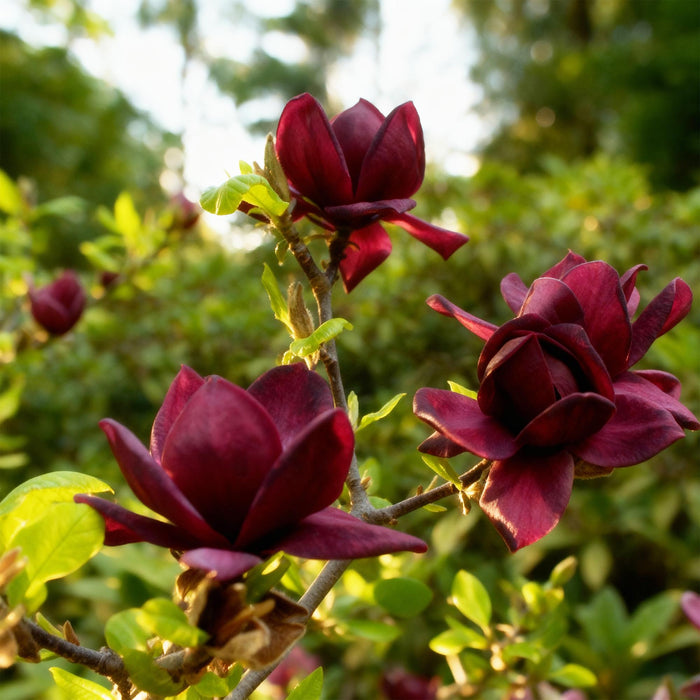 Magnolia Genie - Bloem Paars - 1 Plant - Bladverliezend - Weinig Onderhoud - Pot 12cm Hoogte 30cm