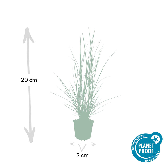Pennisetum alopecuroides 'Hameln' - ↕10-25cm - Ø9cm - 48x