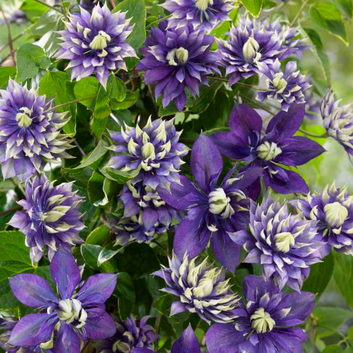 Bosrank – Clematis 'Taiga' (Taiga XXL) – ↕75cm - Ø23cm